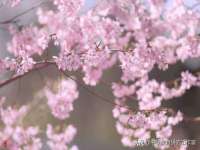 义乌市悻羡贸易商行