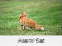 义乌市悻羡贸易商行