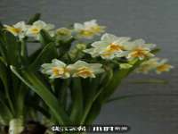 义乌市悻羡贸易商行
