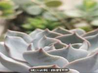 义乌市悻羡贸易商行
