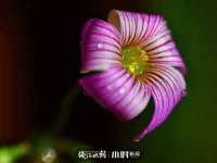 义乌市悻羡贸易商行