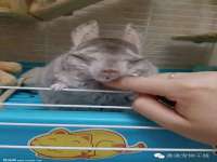 义乌市悻羡贸易商行