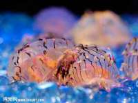 义乌市悻羡贸易商行