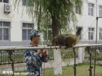 义乌市悻羡贸易商行